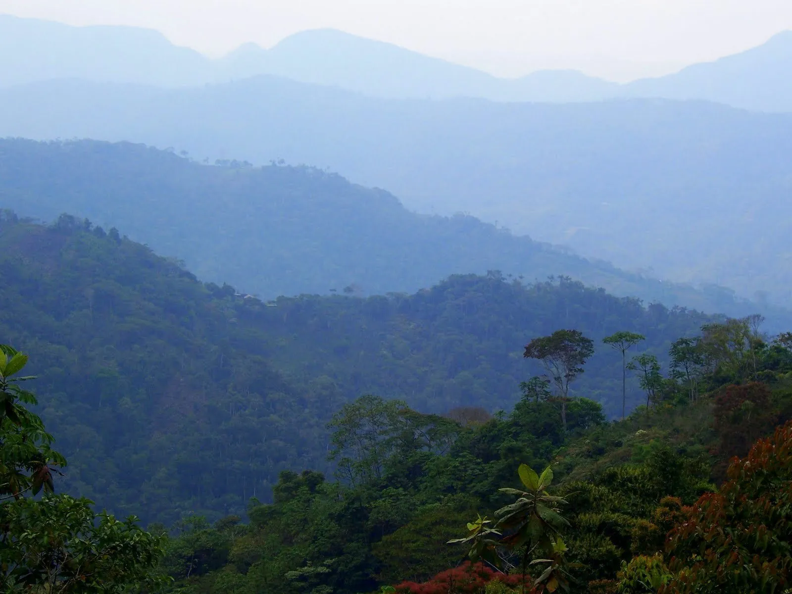 90  Find: Eulogio Luque Kantutani (Bolivia) Microlot Roast. NEW ARRIVAL!