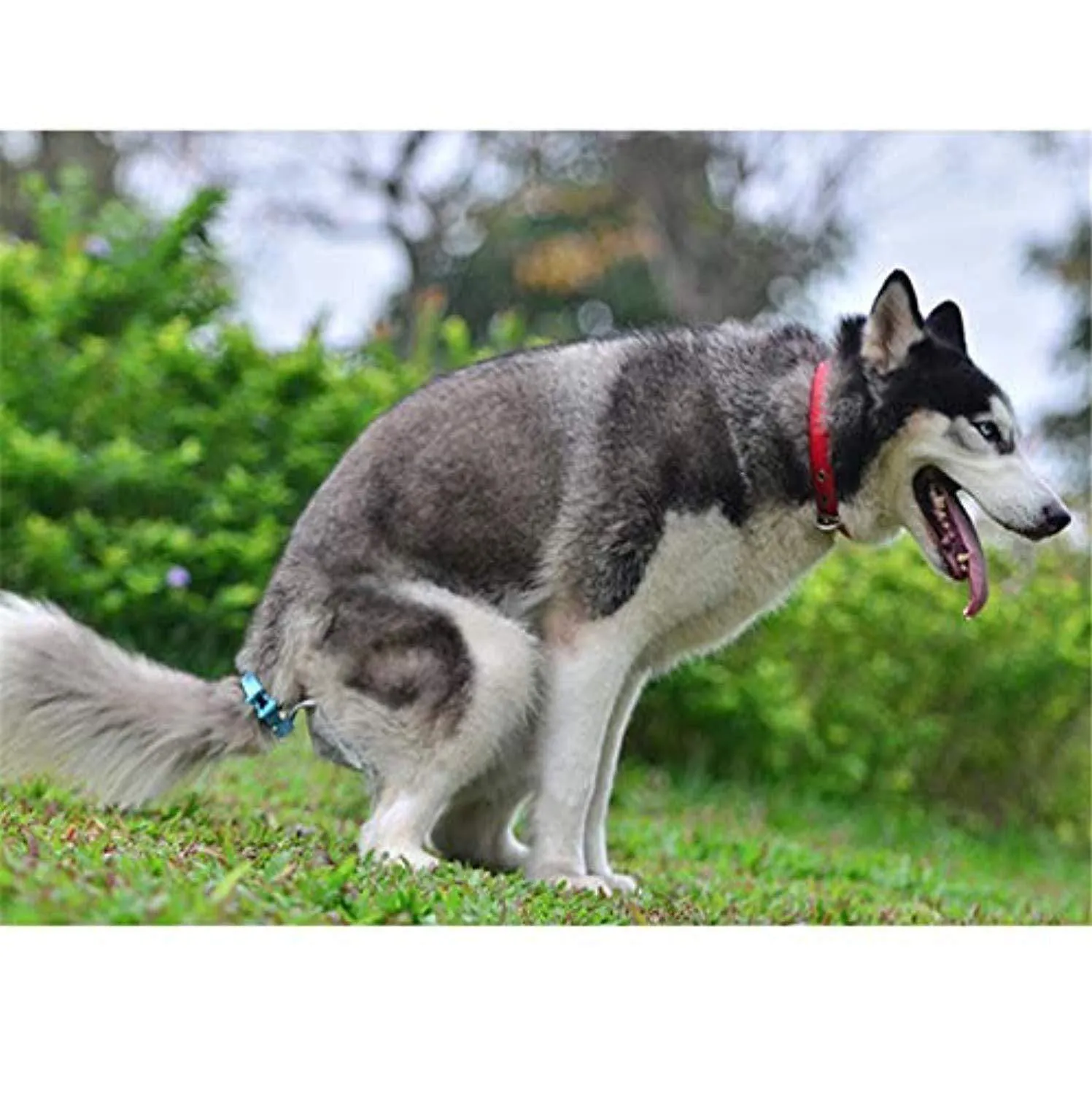 Dog Tail Poop Clip Bags with Tail Clip