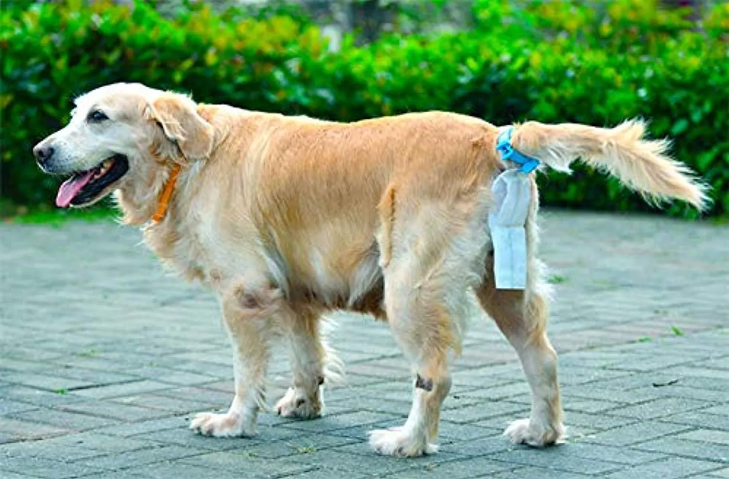 Dog Tail Poop Clip Bags with Tail Clip