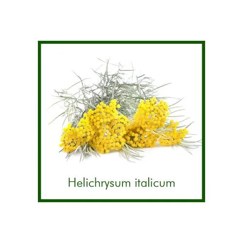 Helichrysum Italicum organic essential oil