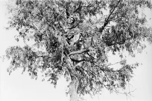 Izmat, Barmer