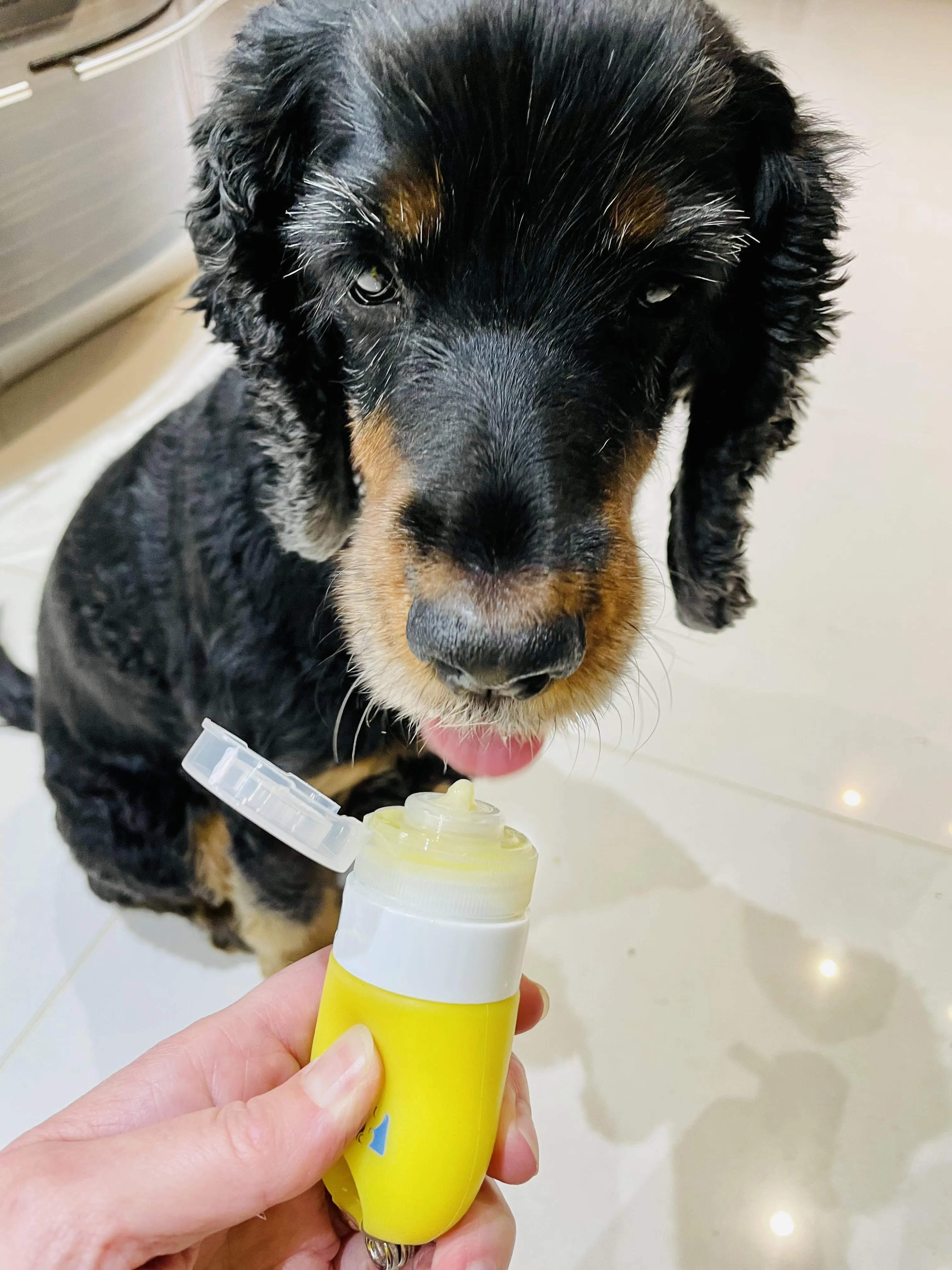My Anxious Dog Squeezy Reward Treat Dispenser