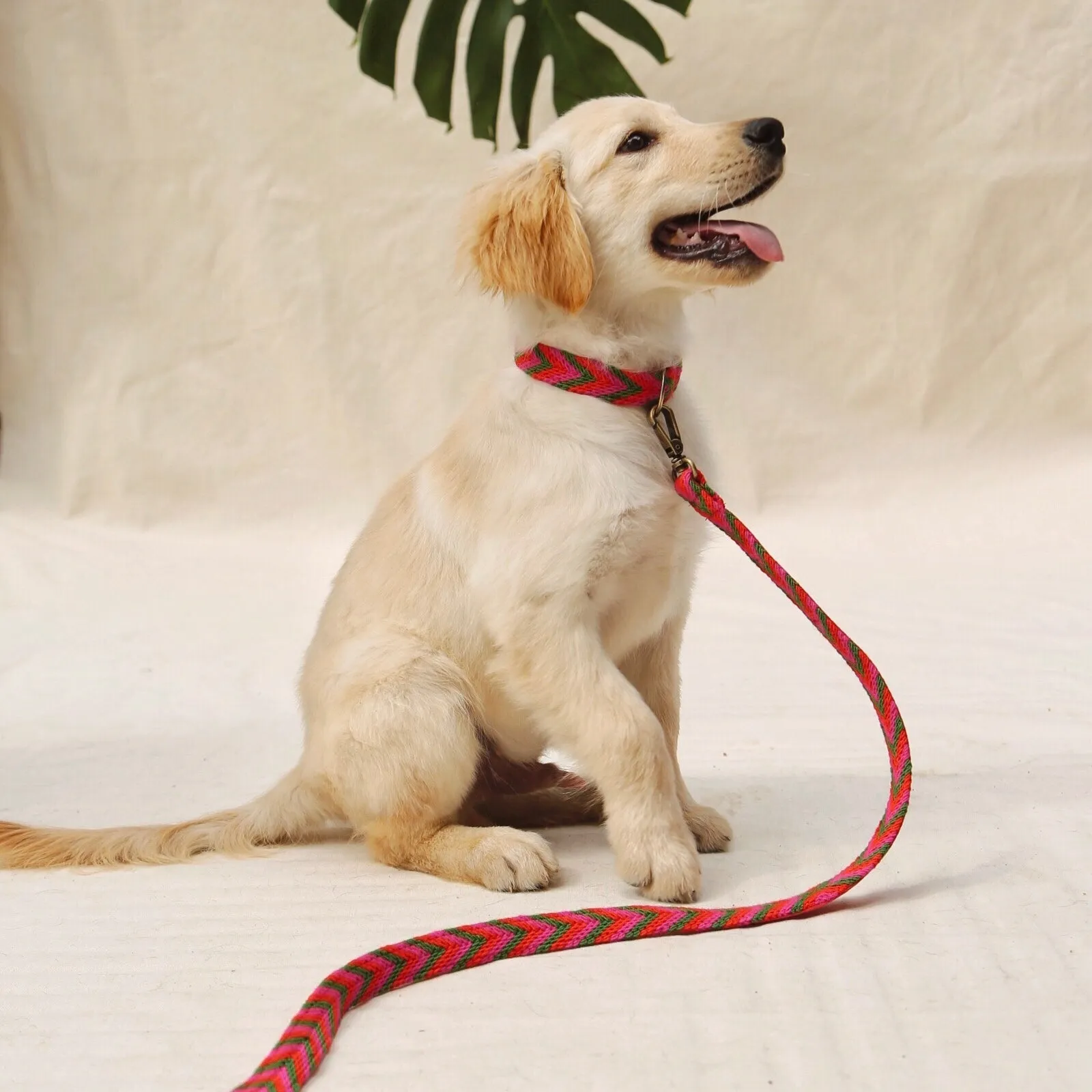 Rojo Set - Collar & Leash