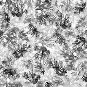 Tree Dance by Quilting Treasures BRANCHES/GREY