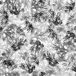 Tree Dance by Quilting Treasures BRANCHES/GREY