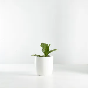 Urban Oasis Alba Pot White 160mm