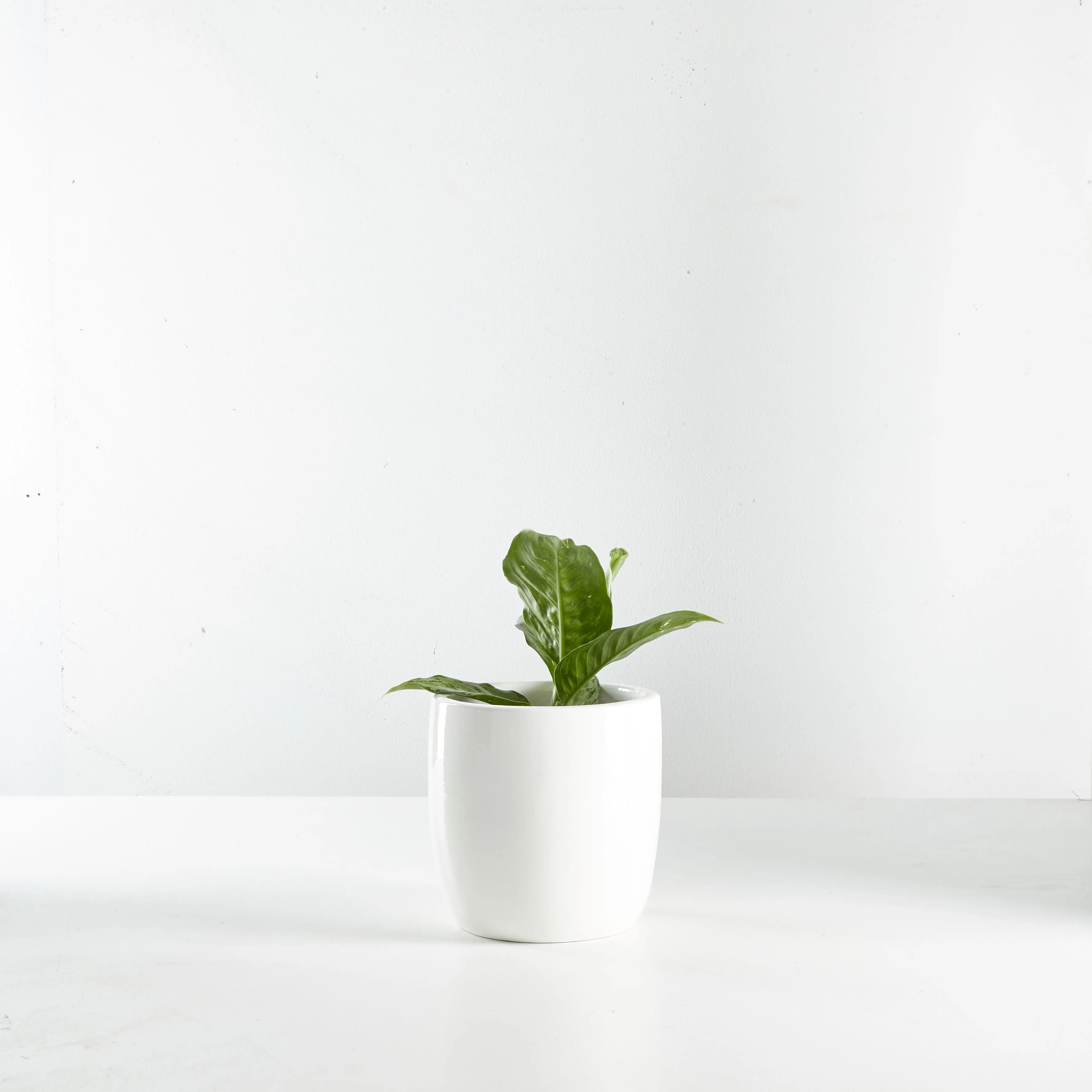Urban Oasis Alba Pot White 160mm