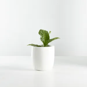 Urban Oasis Alba Pot White 210mm