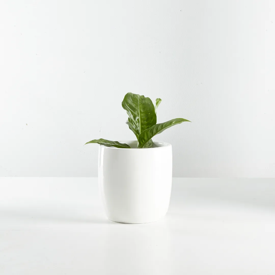 Urban Oasis Alba Pot White 210mm
