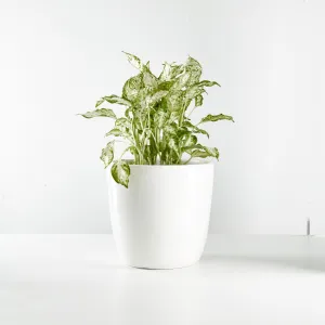 Urban Oasis Alba Pot White 260mm