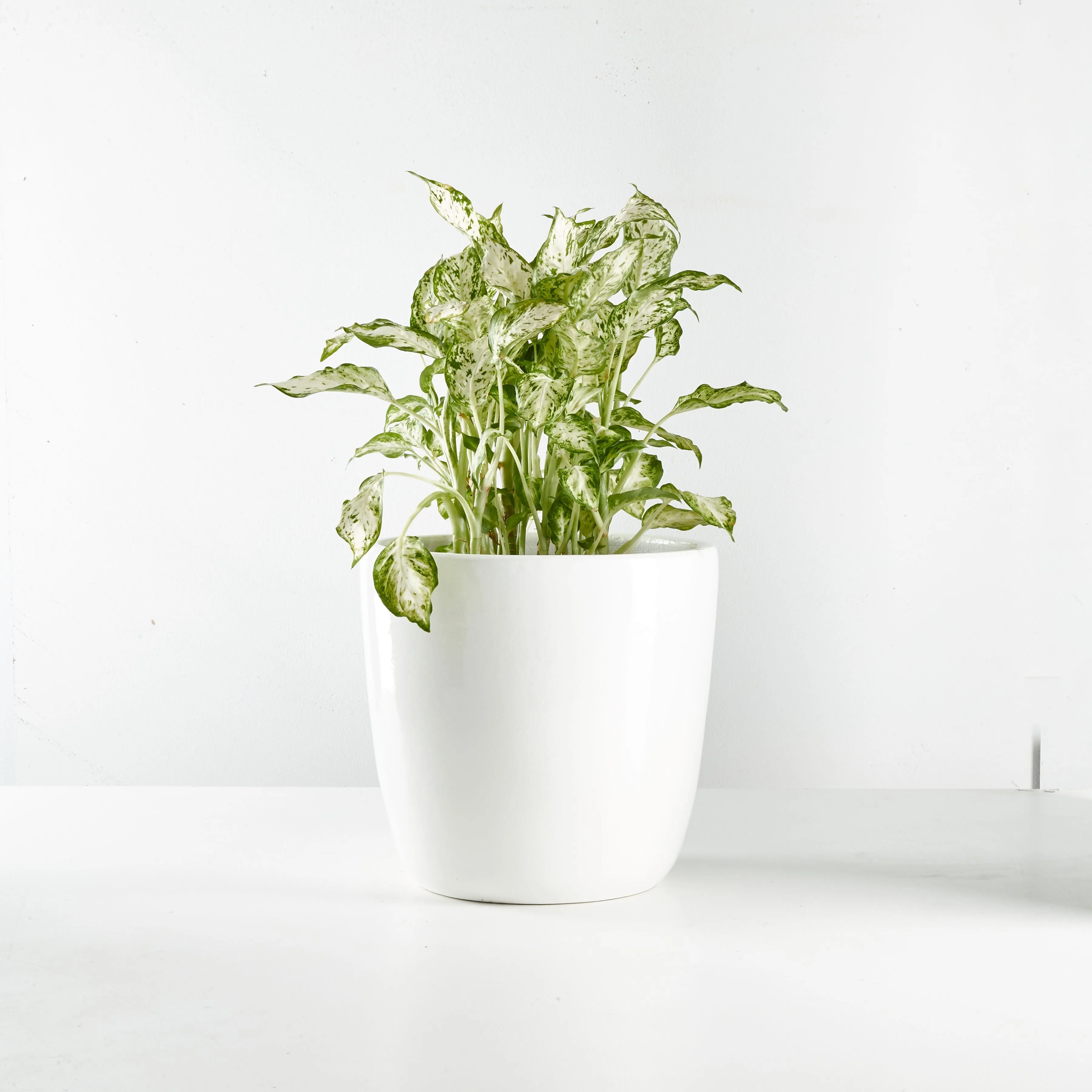 Urban Oasis Alba Pot White 260mm