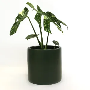 Urban Oasis Anika Pot Thyme 250mm