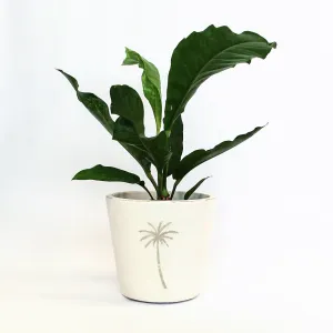 Urban Oasis Isla Pot Oyster 300mm