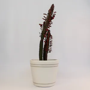 Urban Oasis Lani Stripe Pot Oyster 240mm
