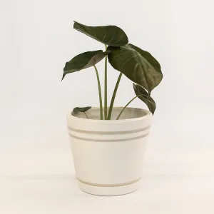 Urban Oasis Lani Stripe Pot Oyster 300mM