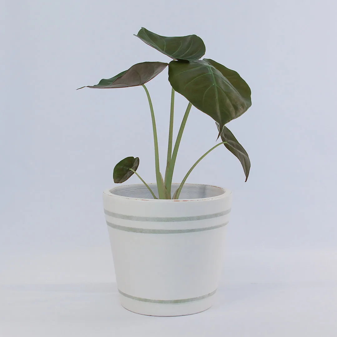 Urban Oasis Lani Stripe Pot Thyme 300mm