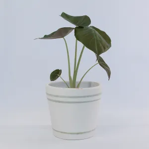 Urban Oasis Lani Stripe Pot Thyme 300mm