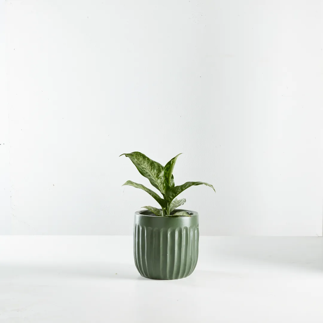 Urban Oasis Linea Pot Thyme 150mm