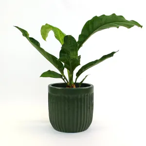 Urban Oasis Linea Pot Thyme 150mm