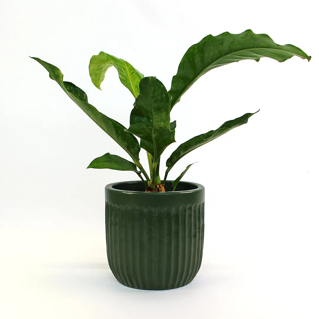 Urban Oasis Linea Pot Thyme 150mm