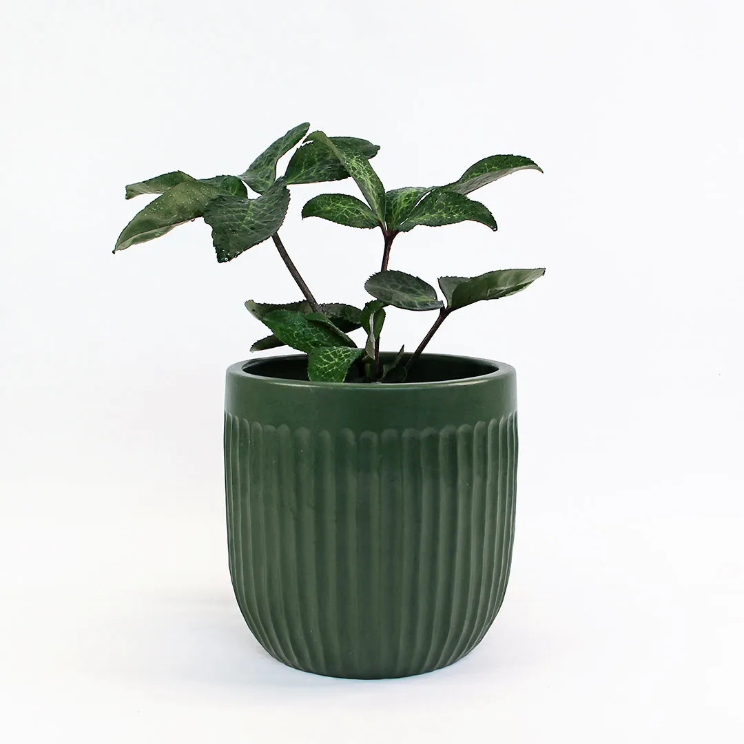 Urban Oasis Linea Pot Thyme 210mm