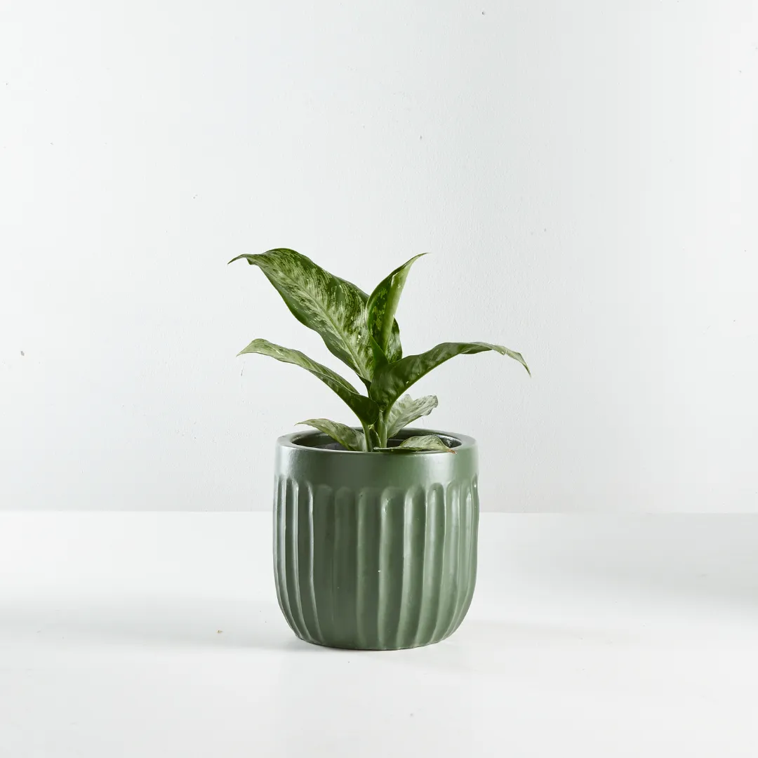 Urban Oasis Linea Pot Thyme 210mm