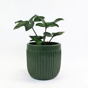Urban Oasis Linea Pot Thyme 210mm