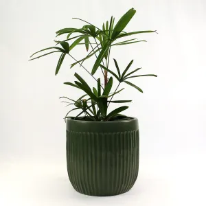 Urban Oasis Linea Pot Thyme 300mm