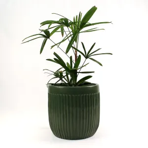 Urban Oasis Linea Pot Thyme 390mm