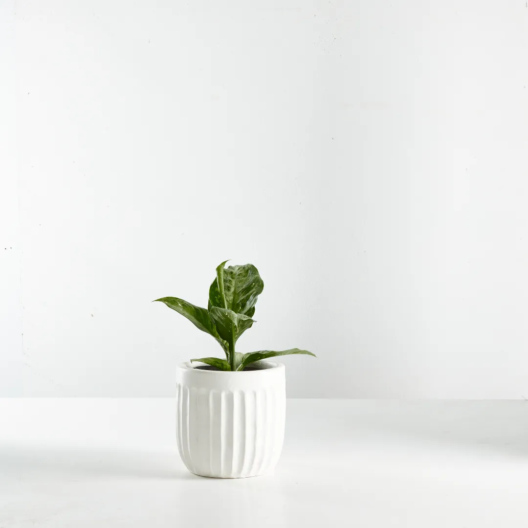 Urban Oasis Linea Pot White 150mm