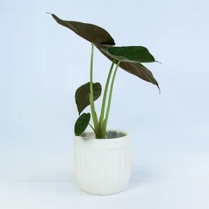 Urban Oasis Linea Pot White 150mm