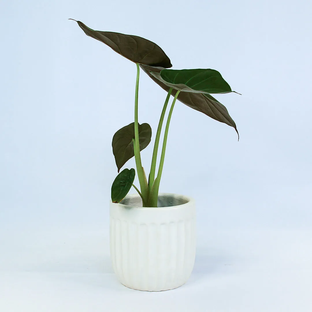 Urban Oasis Linea Pot White 150mm
