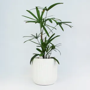 Urban Oasis Linea Pot White 390mm
