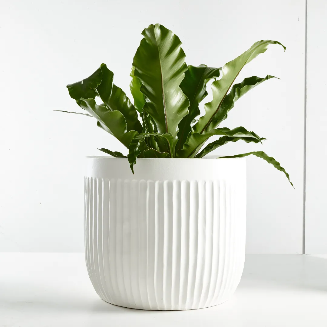 Urban Oasis Linea Pot White 390mm