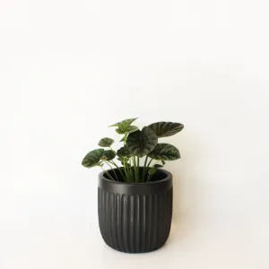 Urban Oasis Linea Pot Woodland Gray 150mm