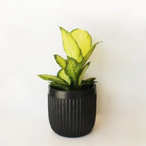 Urban Oasis Linea Pot Woodland Gray 250mm