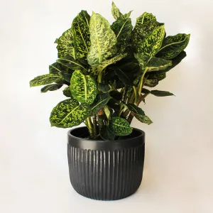Urban Oasis Linea Pot Woodland Gray 390mm