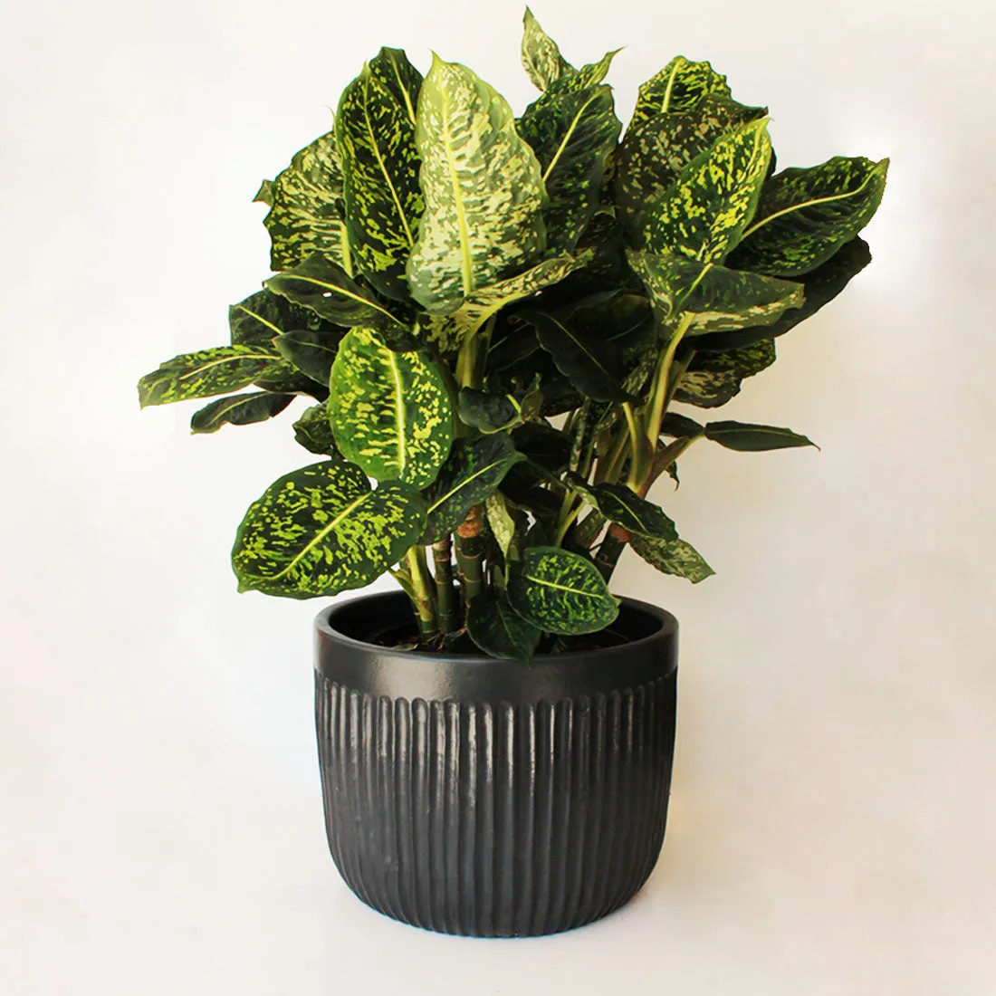 Urban Oasis Linea Pot Woodland Gray 390mm