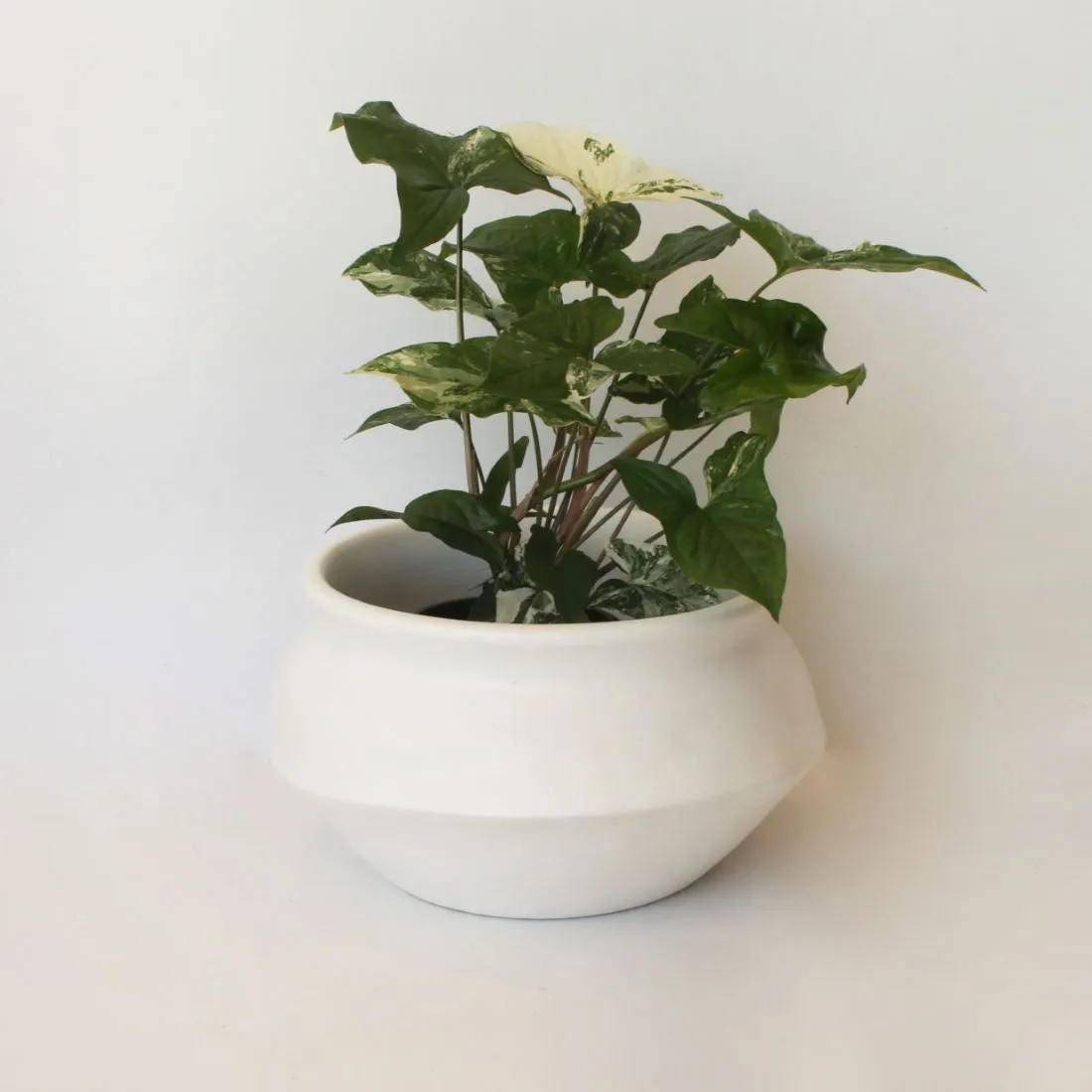 Urban Oasis Naya Pot Matte White Medium