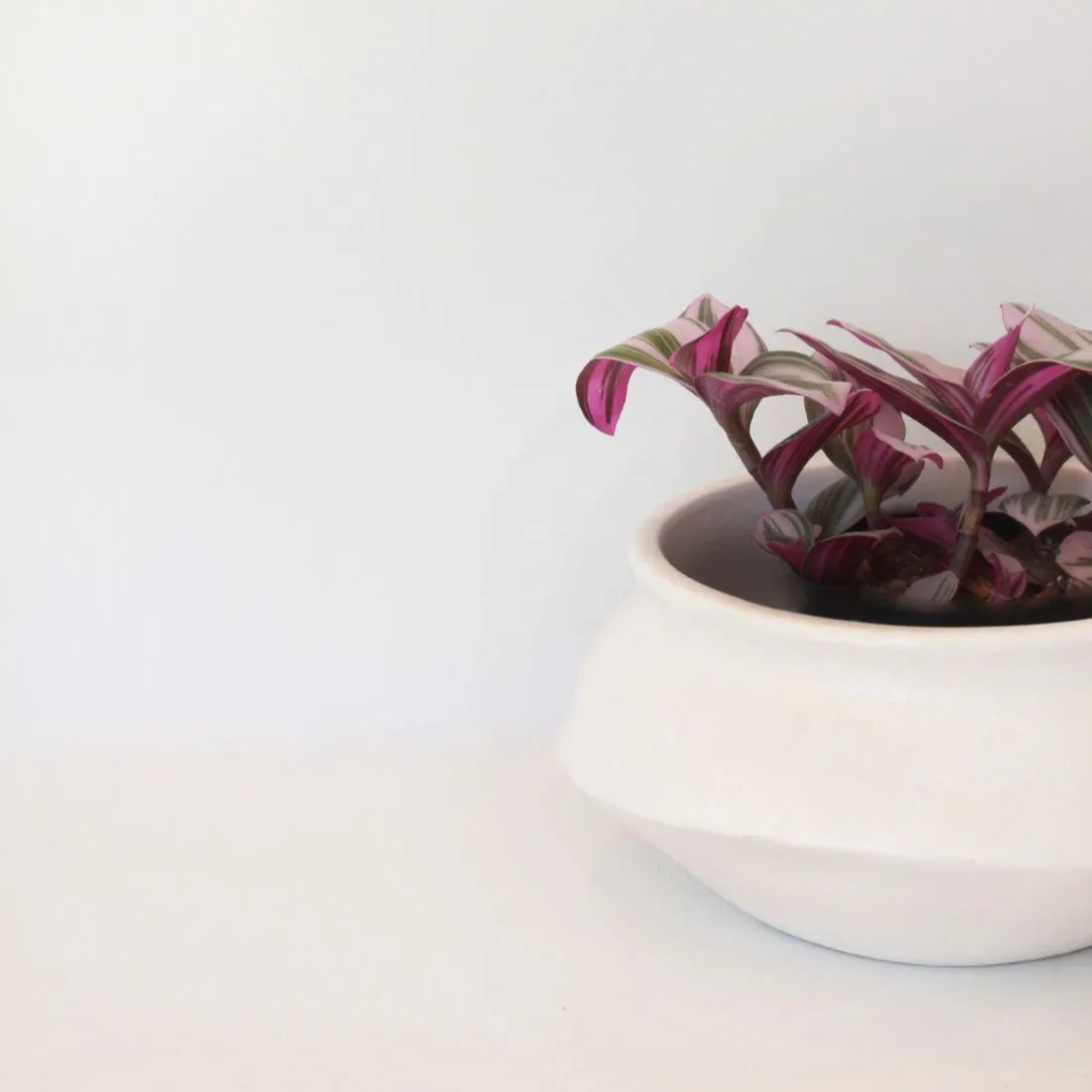 Urban Oasis Naya Pot Matte White Small