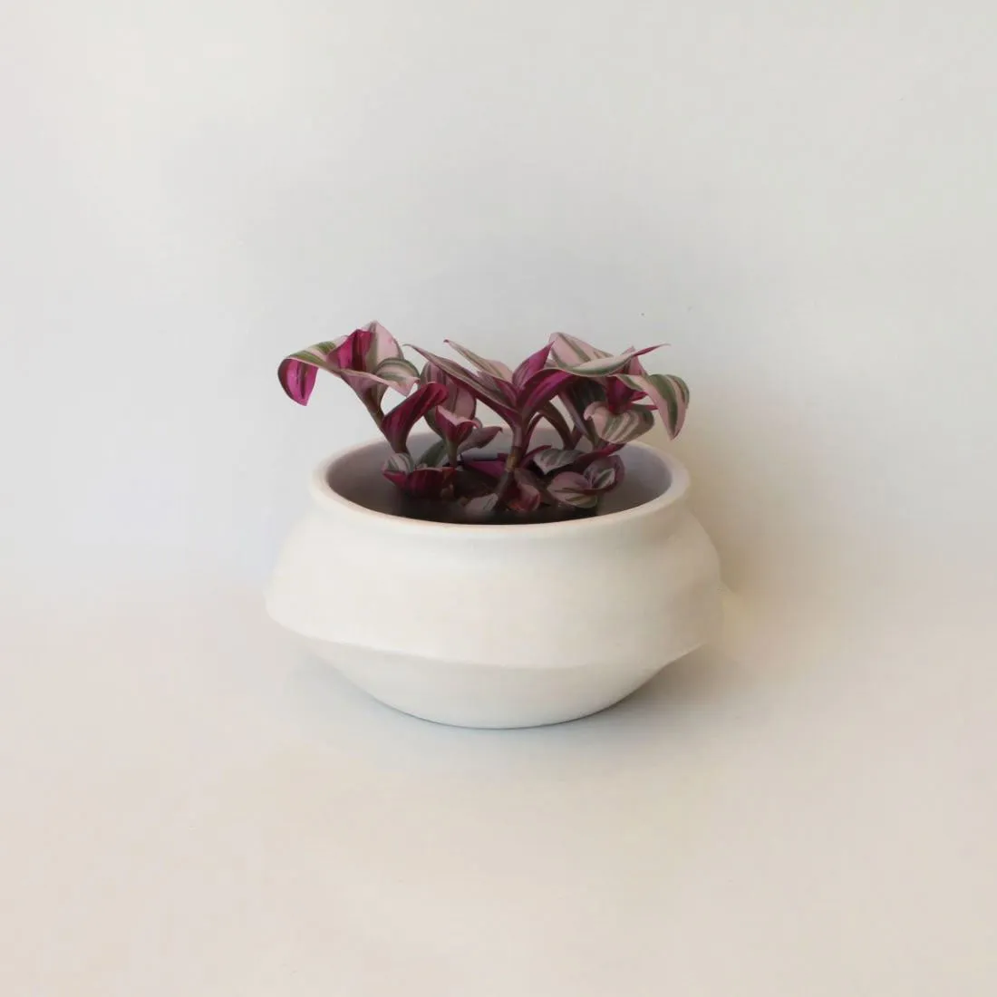 Urban Oasis Naya Pot Matte White Small